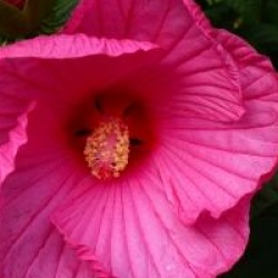Hibiscus moscheutos