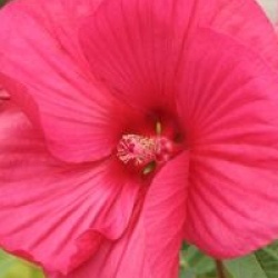 Hibiscus moscheutos