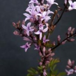 Syringa afghanica