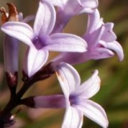 Syringa afghanica