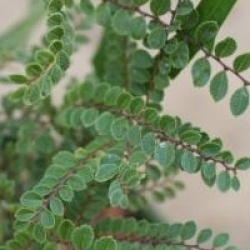 Ulmus parvifolia 'Seiju'