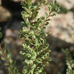 Ulmus parvifolia 'Seiju'