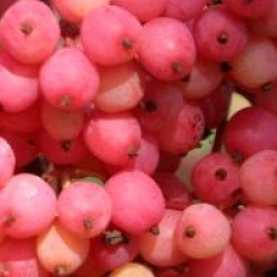 Viburnum nudum 'Bulk'  - Viorne Brandywine