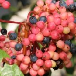 Viburnum nudum 'Bulk' 