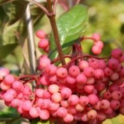 Viburnum nudum 'Bulk' 