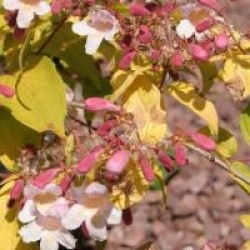 Kolkwitzia amabilis Dream Catcher � 'Maradco'