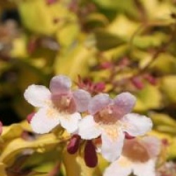 Kolkwitzia amabilis Dream Catcher � 'Maradco'