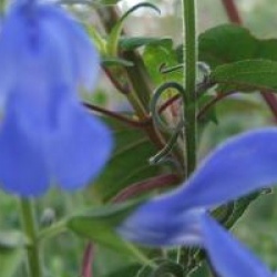 Salvia patens