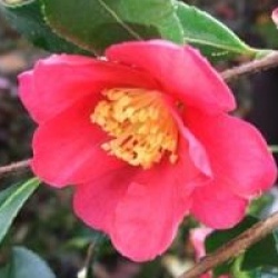 Camellia sasanqua 'Crimson King'