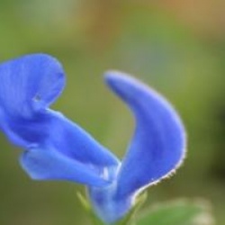 Salvia patens