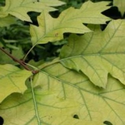 Quercus rubra 'Aurea' 