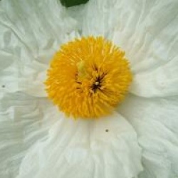 Romneya coulteri - Pavot en arbre