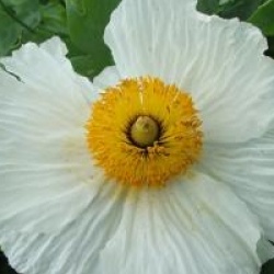 Romneya coulteri