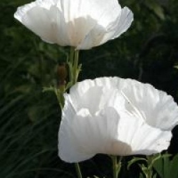 Romneya coulteri