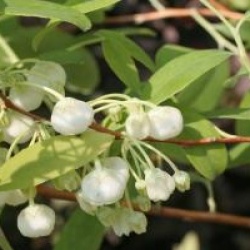 Zenobia pulverulenta 'Blue Sky' - Zenobia Blue Sky
