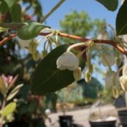 Zenobia pulverulenta 'Blue Sky'