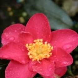 Camellia sasanqua 'Crimson King' - Cam�lia d'automne Crimson King