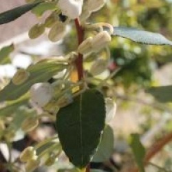 Zenobia pulverulenta 'Blue Sky'