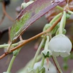 Zenobia pulverulenta 'Blue Sky'