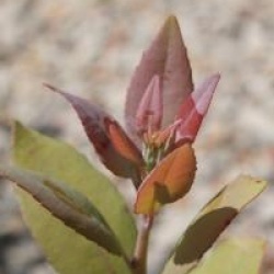 Zenobia pulverulenta 'Blue Sky'