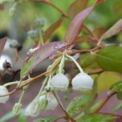 Zenobia pulverulenta 'Blue Sky'