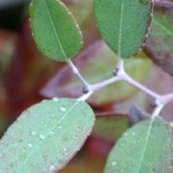 Zenobia pulverulenta 'Blue Sky'