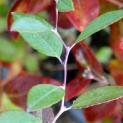Zenobia pulverulenta 'Blue Sky'