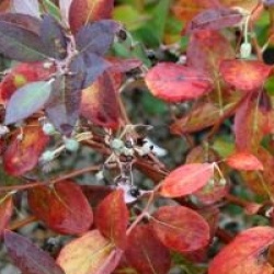 Zenobia pulverulenta 'Blue Sky'