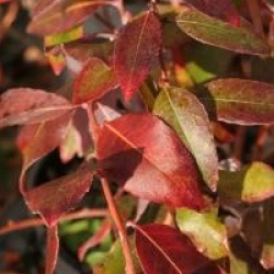 Zenobia pulverulenta 'Blue Sky'