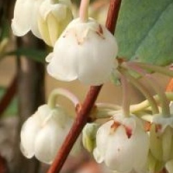 Zenobia pulverulenta 'Blue Sky'