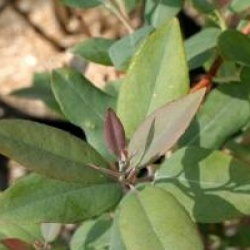Zenobia pulverulenta 'Blue Sky'