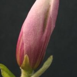 Magnolia 'Pinkie'
