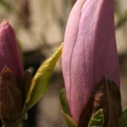 Magnolia 'Pinkie'