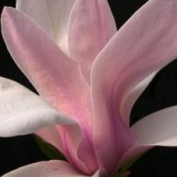 Magnolia 'Pinkie' - Magnolia Pinkie