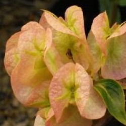 Dipelta floribunda