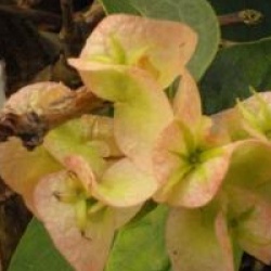 Dipelta floribunda
