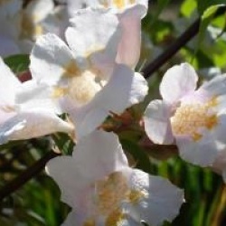 Dipelta floribunda - Dipelta floribunda