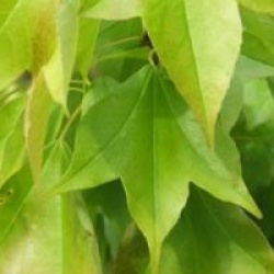 Acer buergerianum - �rable trident, �rable de B�rger