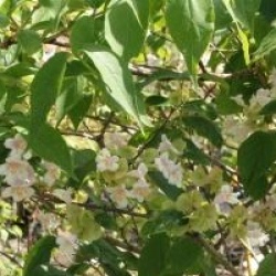 Dipelta floribunda