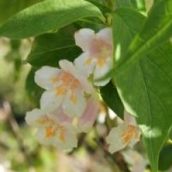 Dipelta floribunda