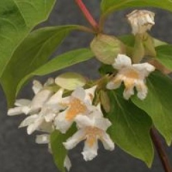 Dipelta floribunda