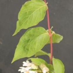 Dipelta floribunda