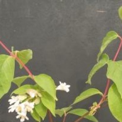 Dipelta floribunda