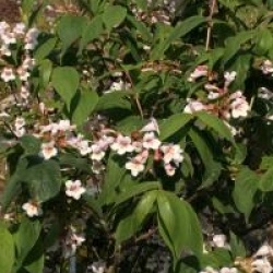 Dipelta floribunda