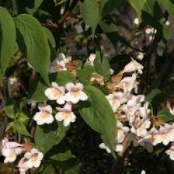 Dipelta floribunda