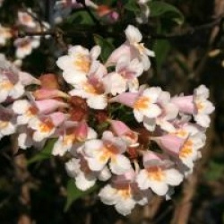 Dipelta floribunda