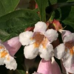 Dipelta floribunda