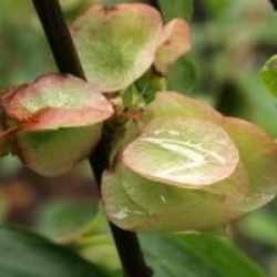 Dipelta floribunda