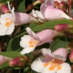 Dipelta floribunda