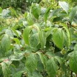 Dipelta floribunda